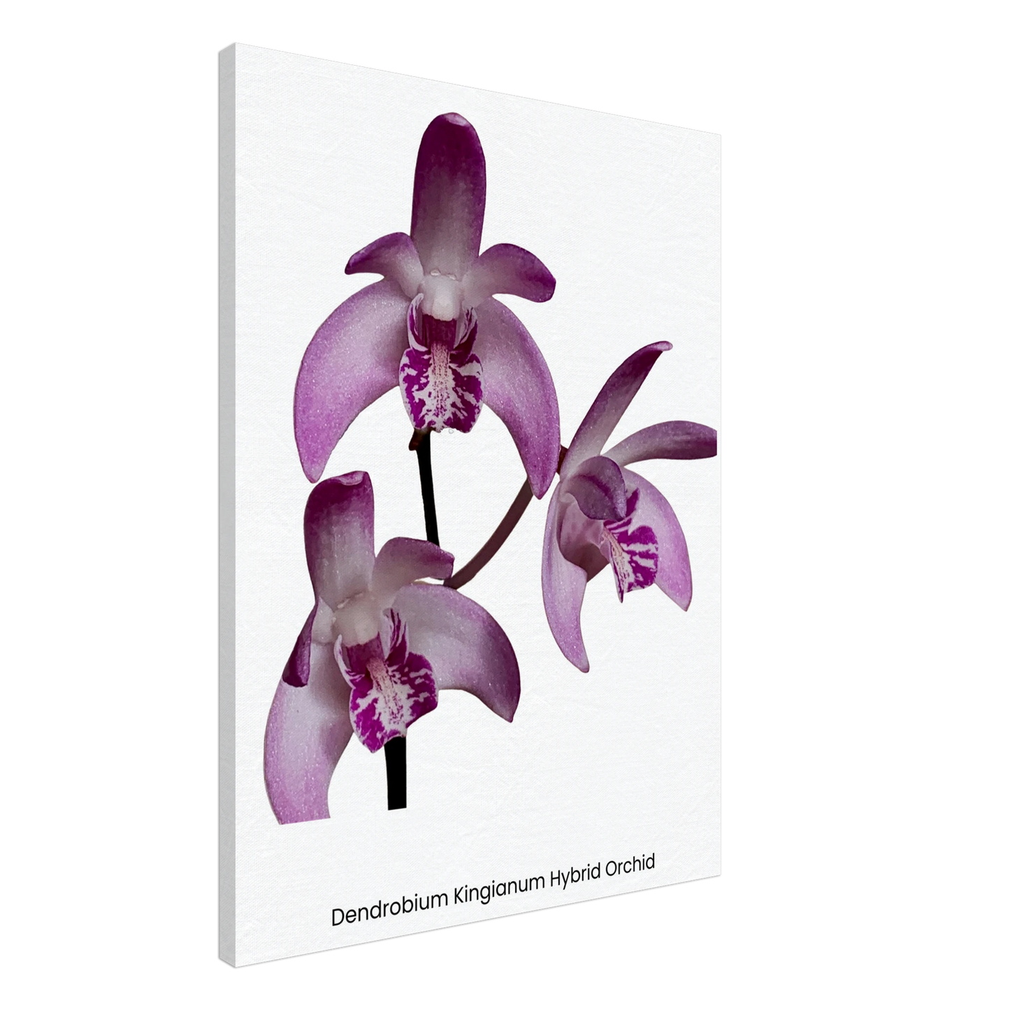 Dendrobium Kingianum Hybrid Orchid Canvas Print