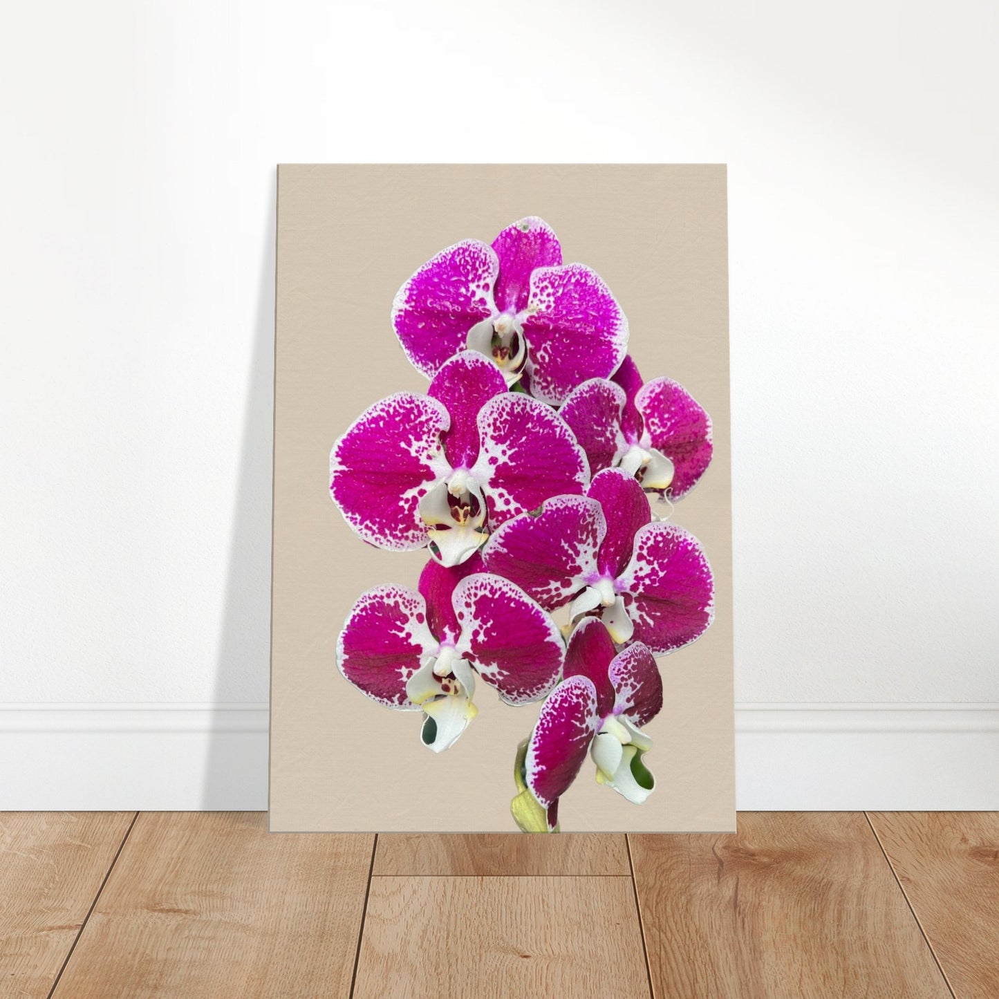 Pink & White Phalaenopsis Sand Orchid Canvas Print