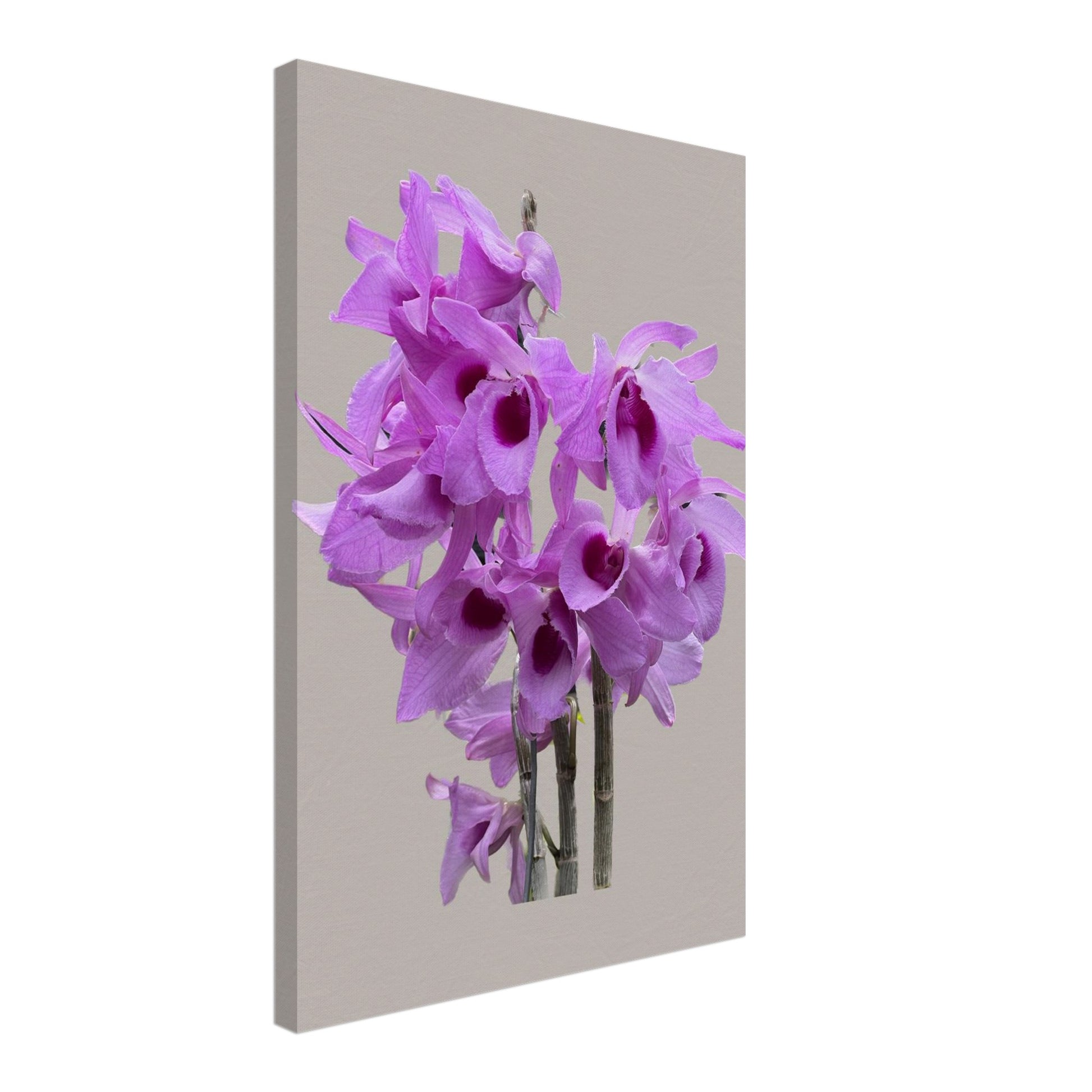 Dendrobium anosmum superbum 'Blue Lip' Orchid Greig Canvas Print
