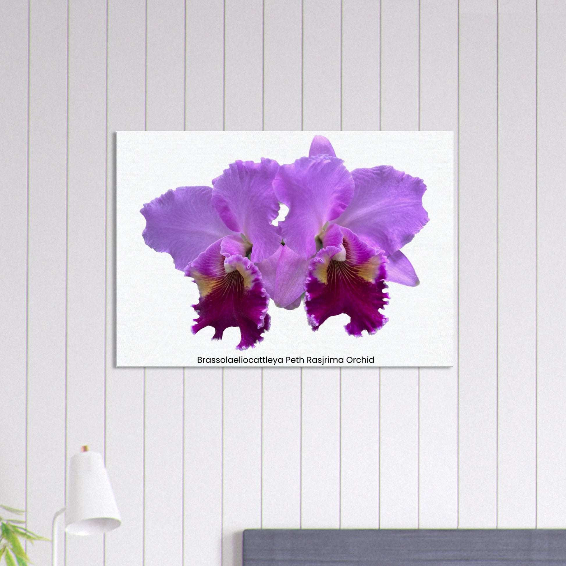 Brassolaeliocattleya Peth Rasjrima Orchid Canvas Print