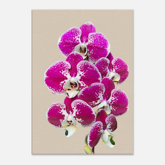 Pink & White Phalaenopsis Sand Orchid Canvas Print