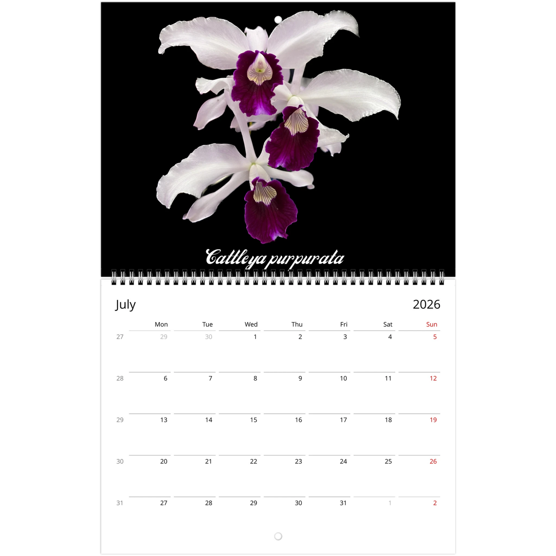 Catt's In Black Orchids 2026 Calendar (US & CA)