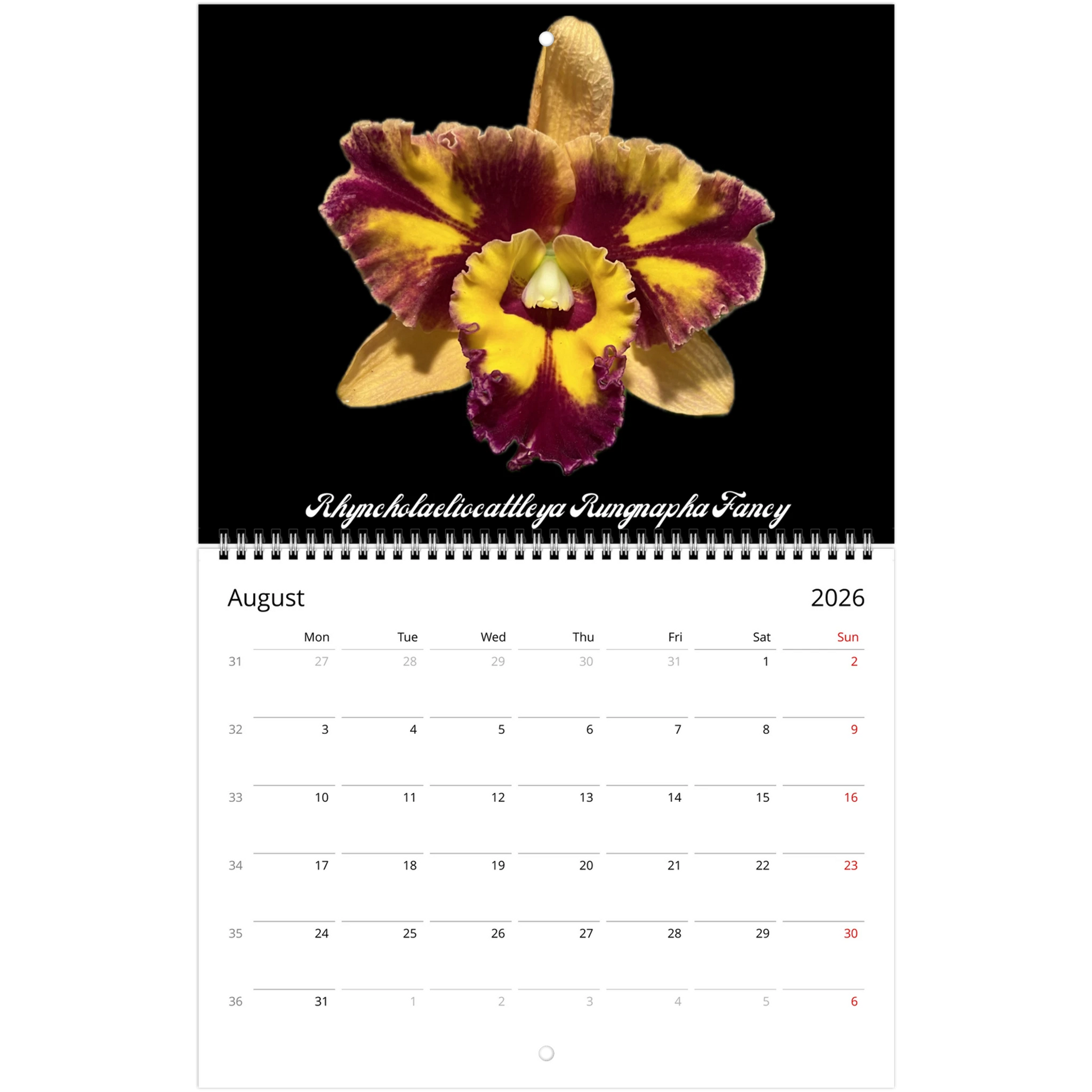 Catt's In Black Orchids 2026 Calendar (US & CA)