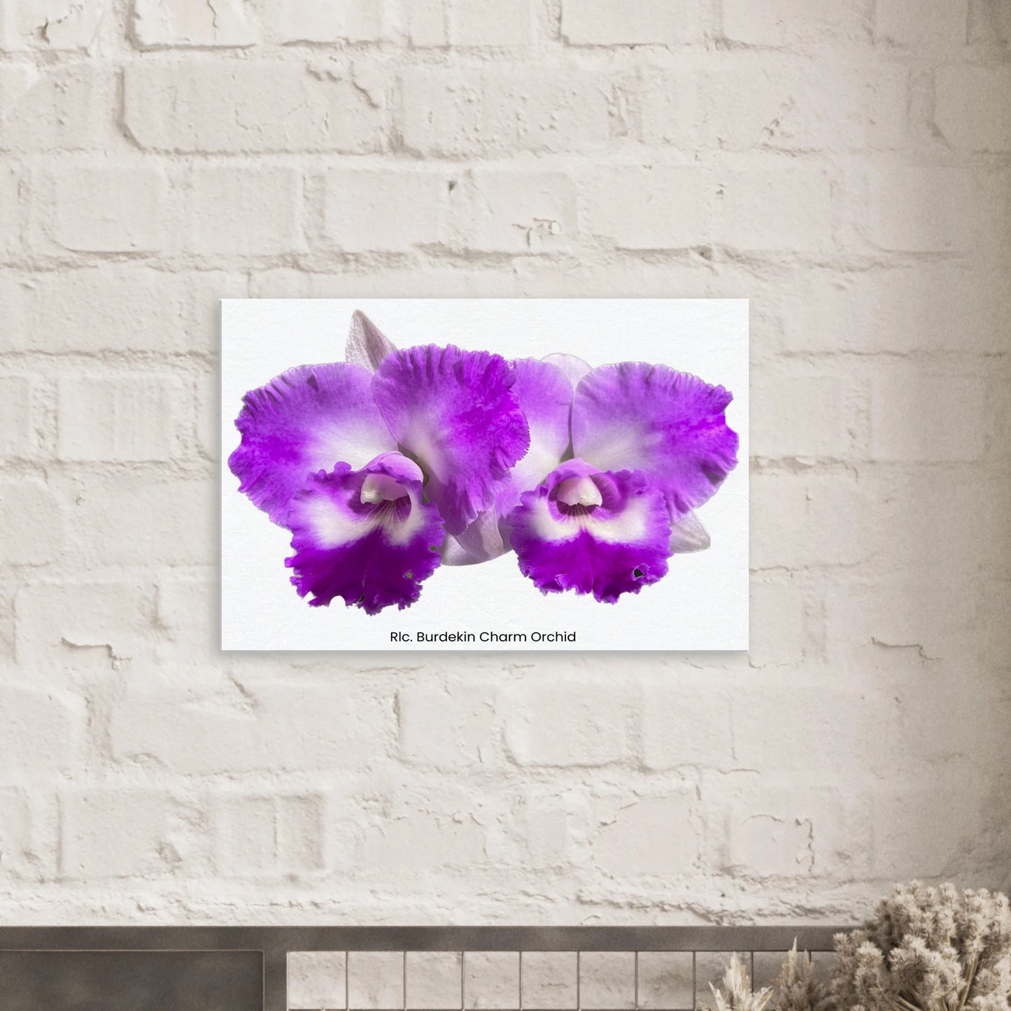 Rhyncholaeliocattleya Burdekin Charm Orchid Canvas Print