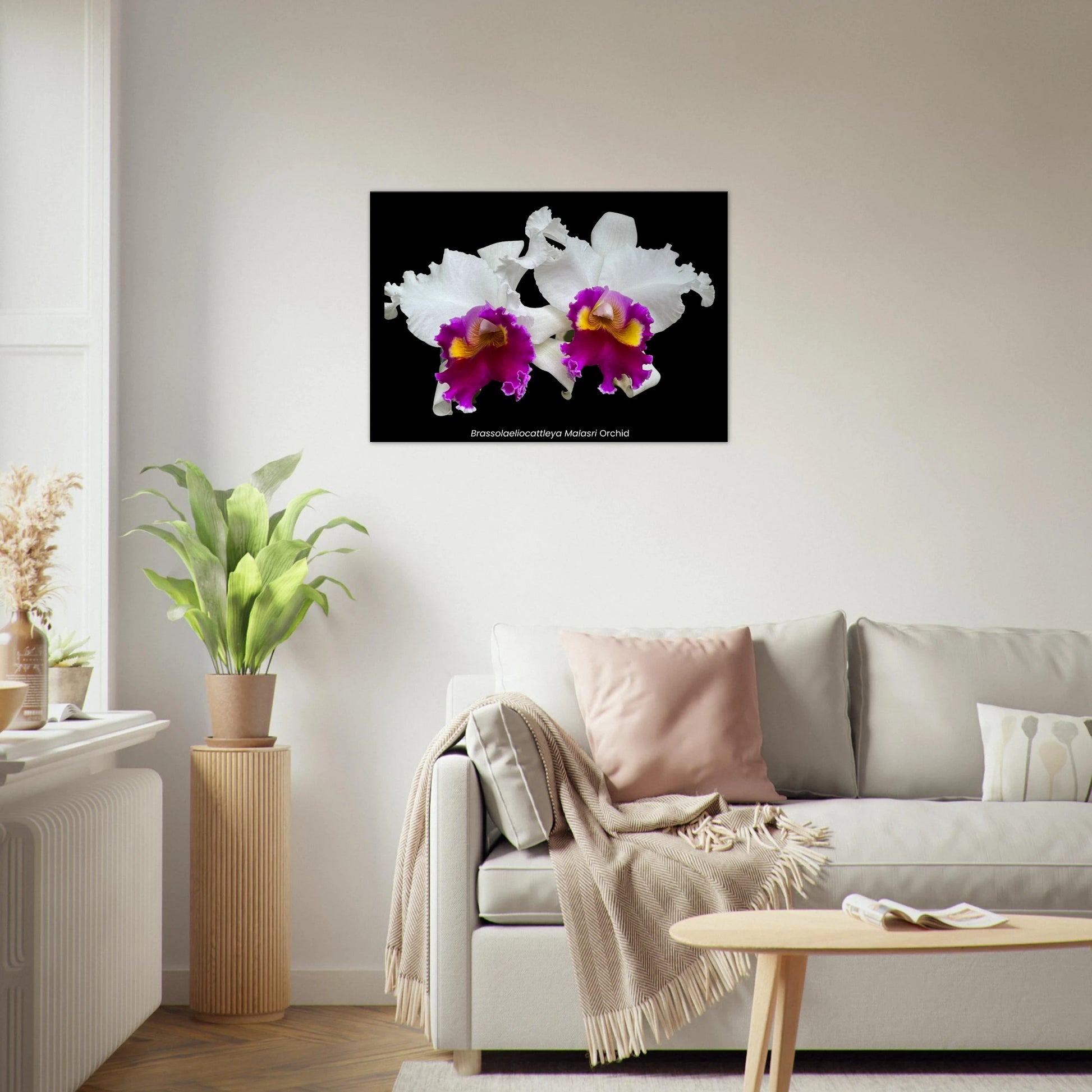 Brassolaeliocattleya Malasri Orchid Canvas Print