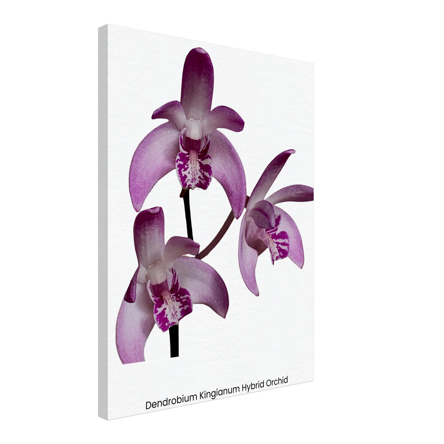 Dendrobium Kingianum Hybrid Orchid Canvas Print
