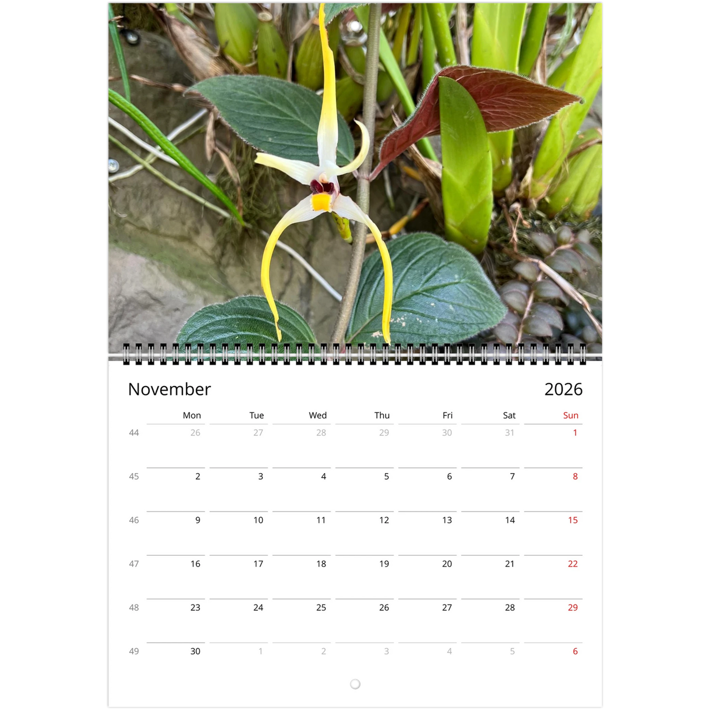 Singapore National Orchid Garden 2026 Calendar