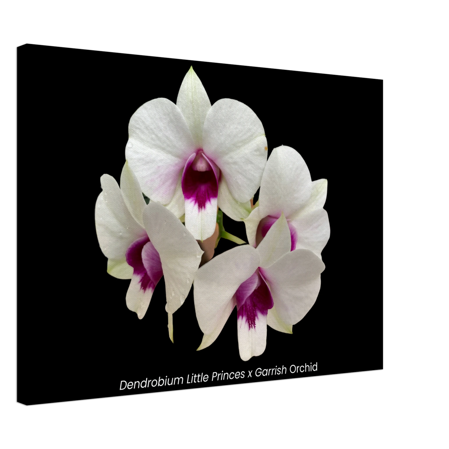 982f8a3a-ffd2-4432-98c4-dc2dc6f4c317