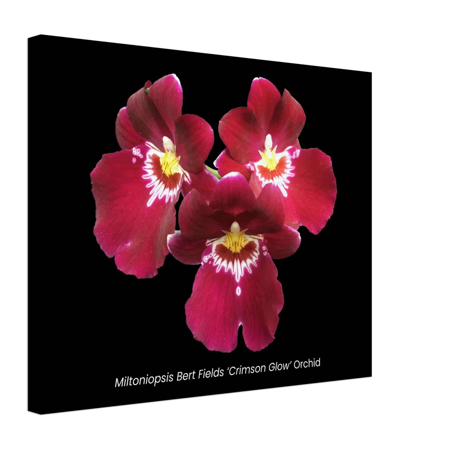 Miltoniopsis Bert Fields 'Crimson Glow' Orchid Canvas Print