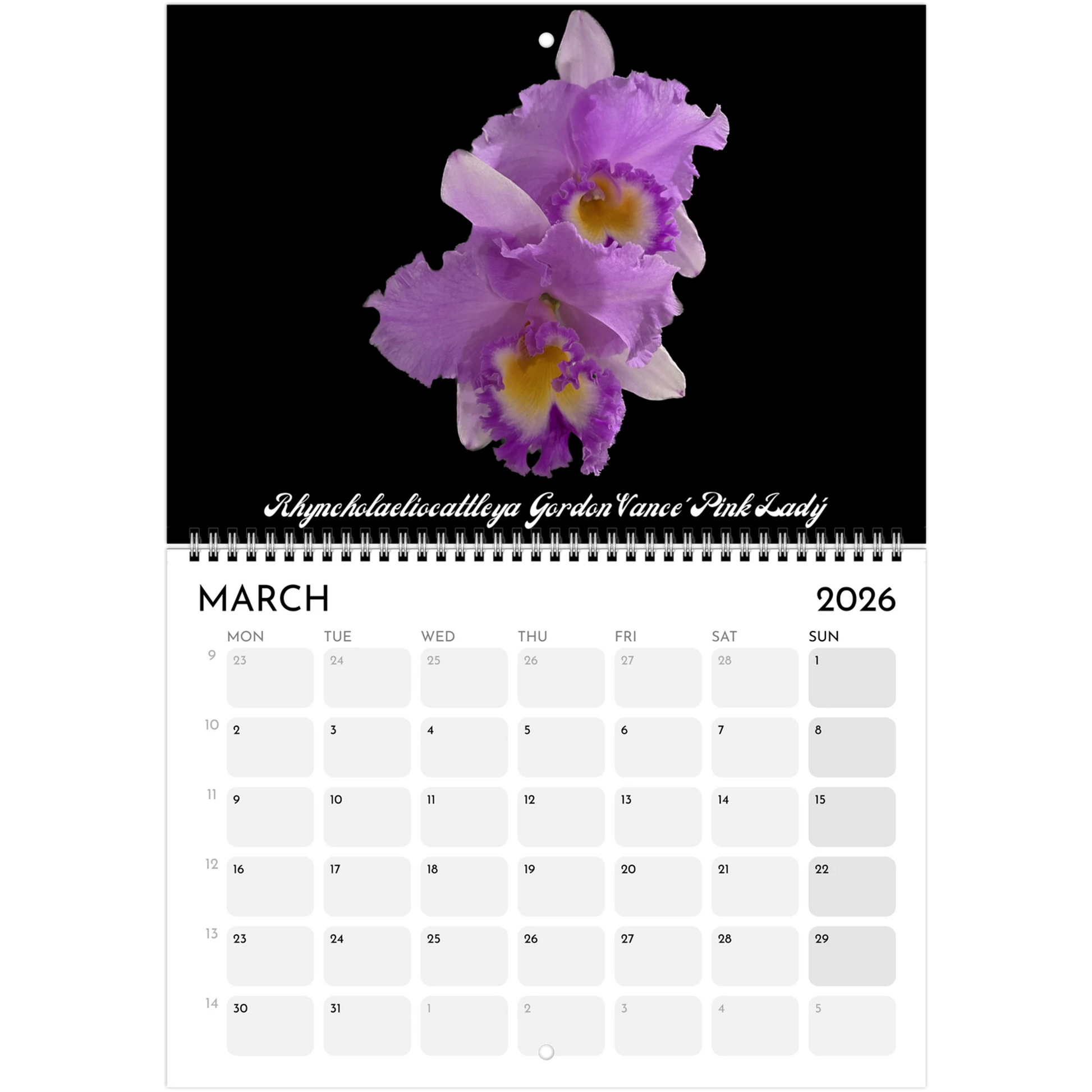 "Catts" In Black 2026 Calendar