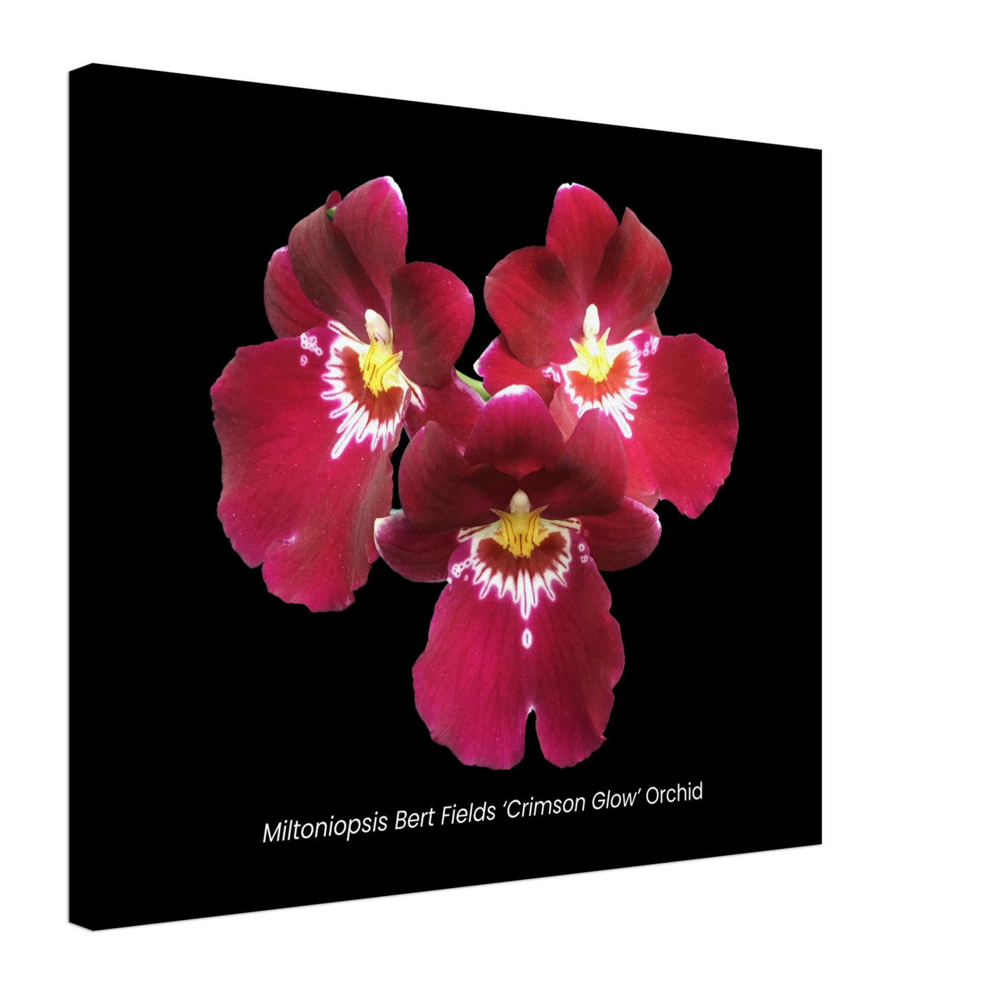 Miltoniopsis Bert Fields 'Crimson Glow' Orchid Canvas Print