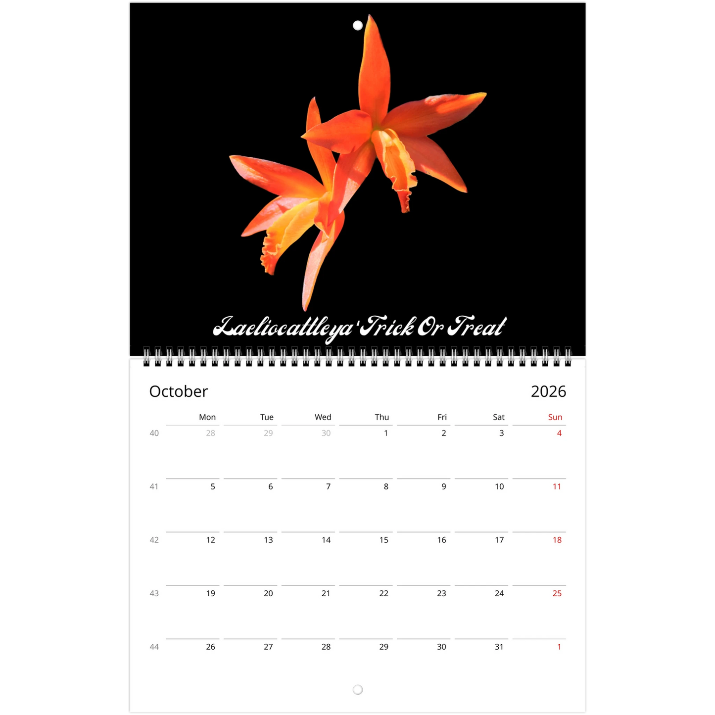 Catt's In Black Orchids 2026 Calendar (US & CA)