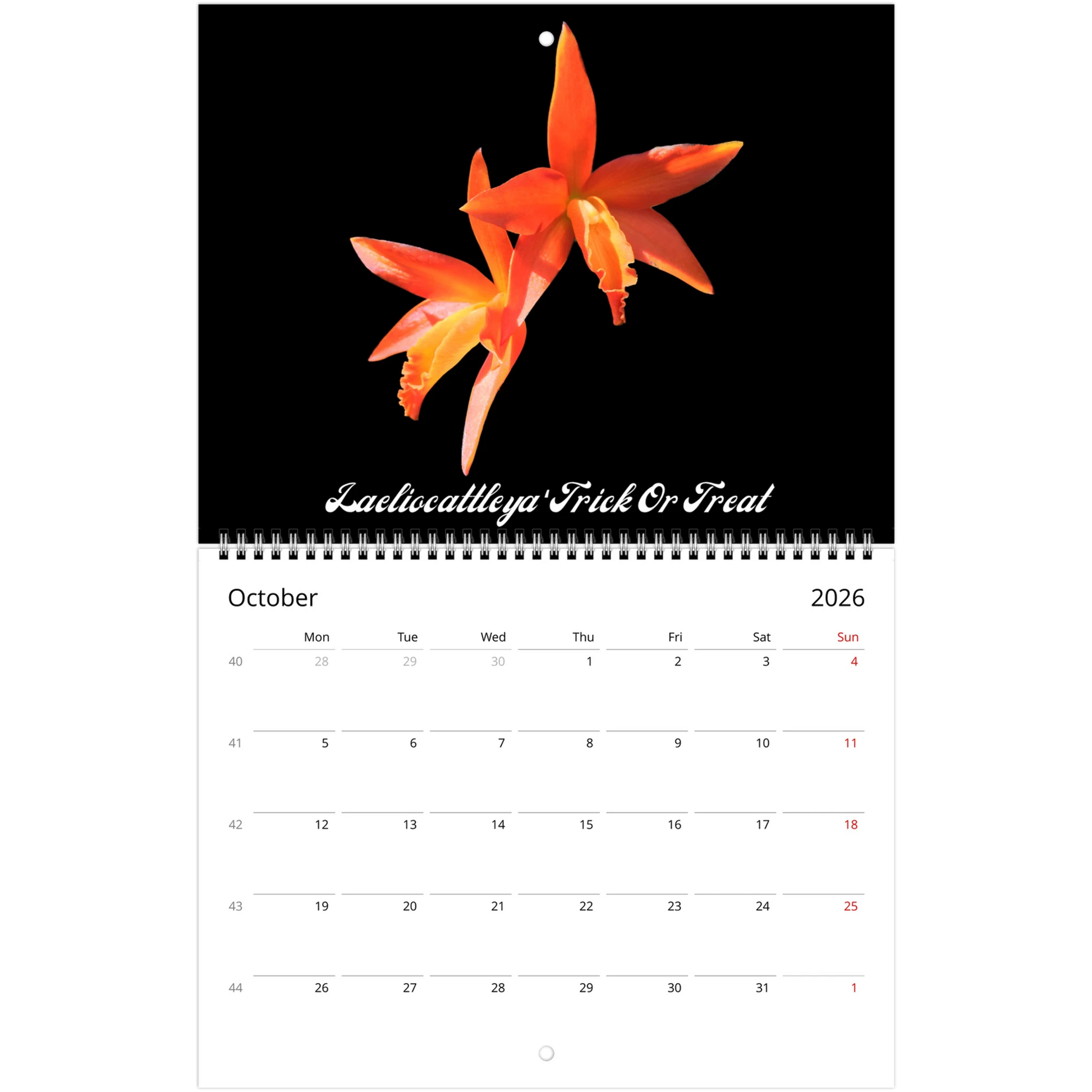 Catt's In Black Orchids 2026 Calendar (US & CA)