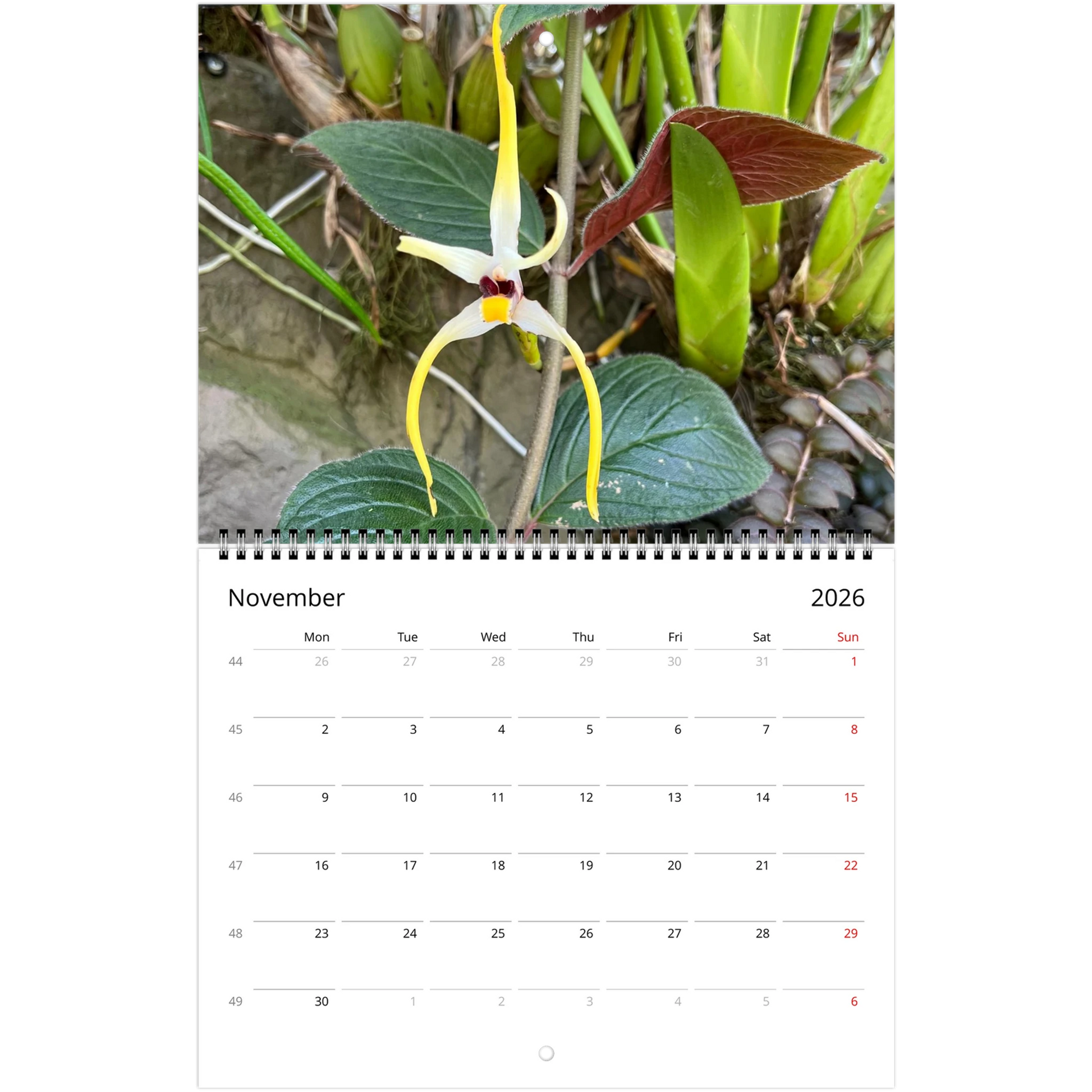 Singapore Nation Orchid Garden 2026 Calendar  (US & CA)