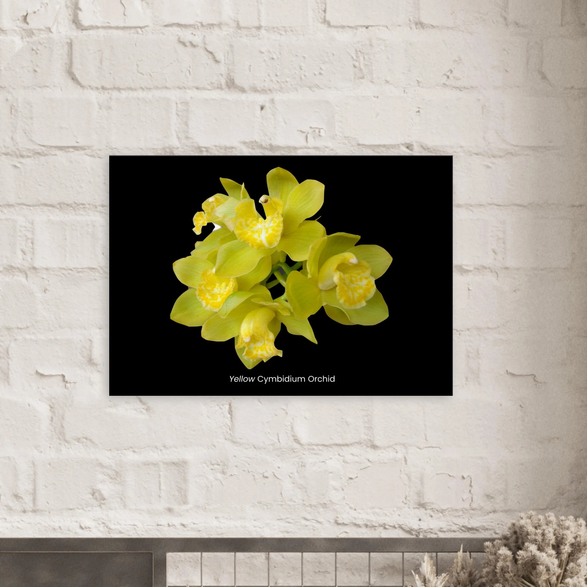 Yellow Cymbidium Orchid Canvas Print
