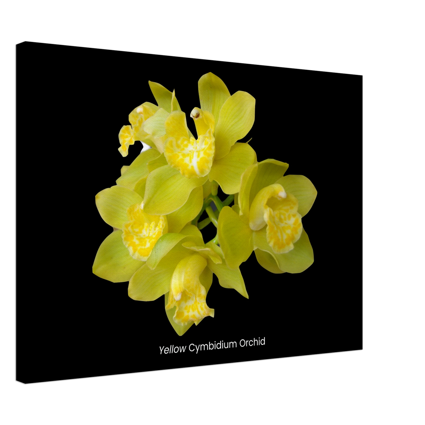 Yellow Cymbidium Orchid Canvas Print