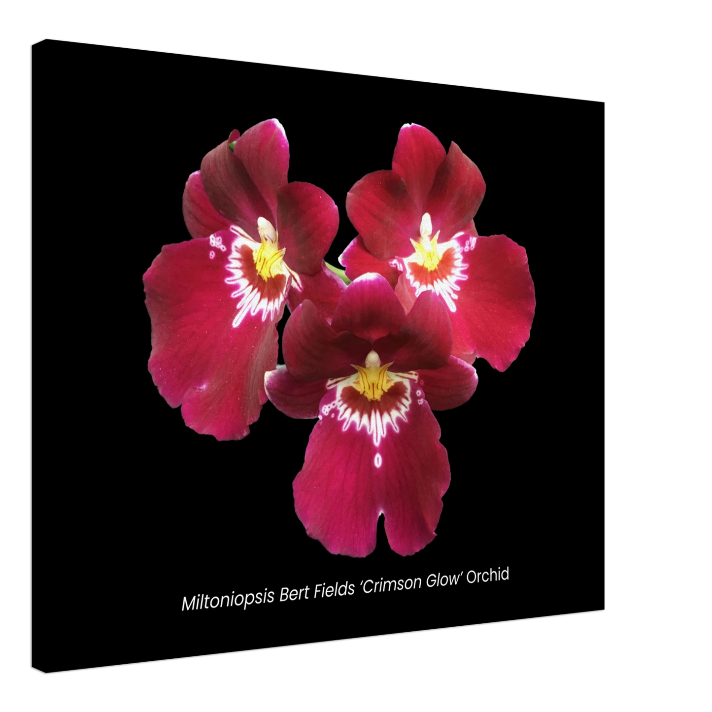 Miltoniopsis Bert Fields 'Crimson Glow' Orchid Canvas Print