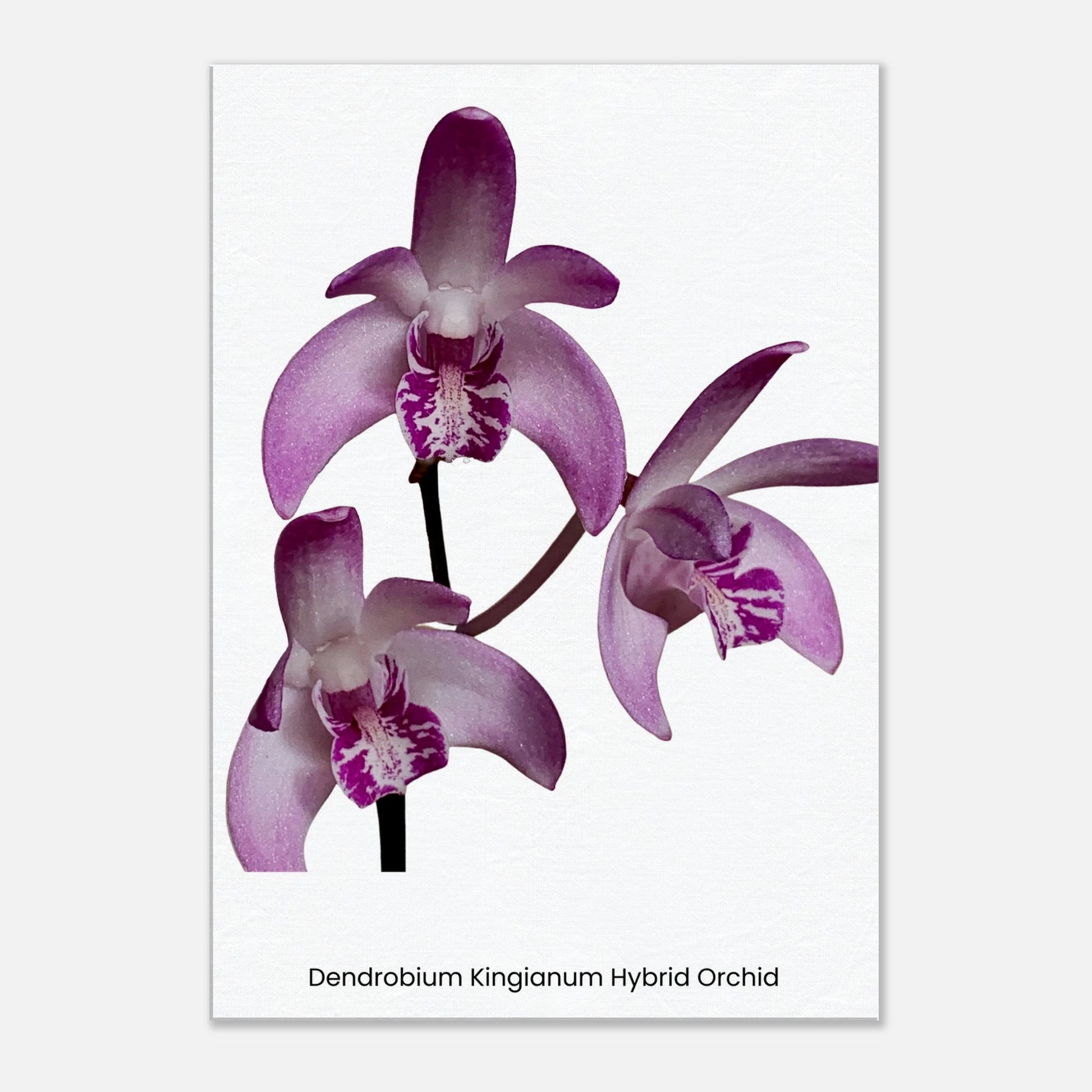 Dendrobium Kingianum Hybrid Orchid Canvas Print