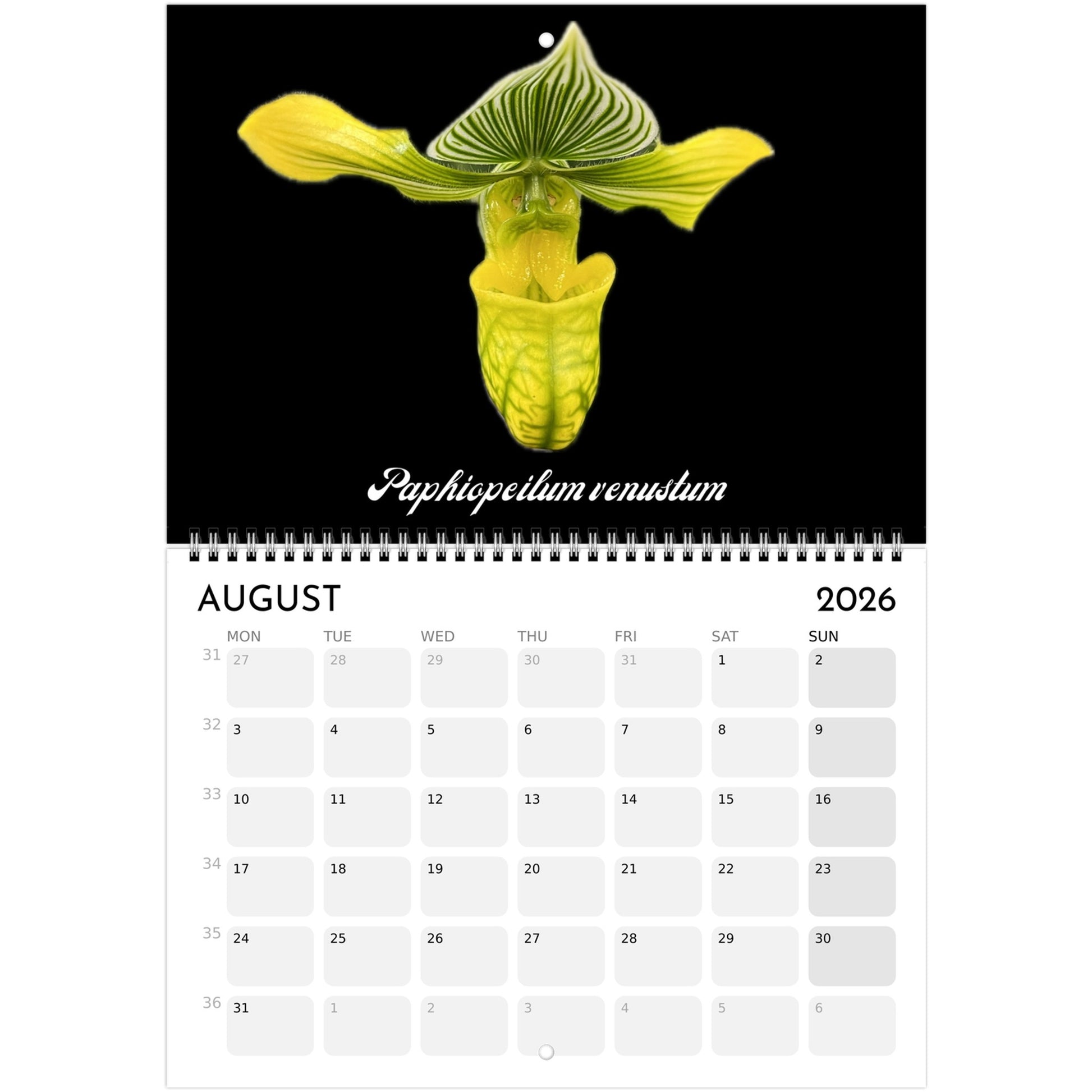 Loving Orchids  2026 Calendar