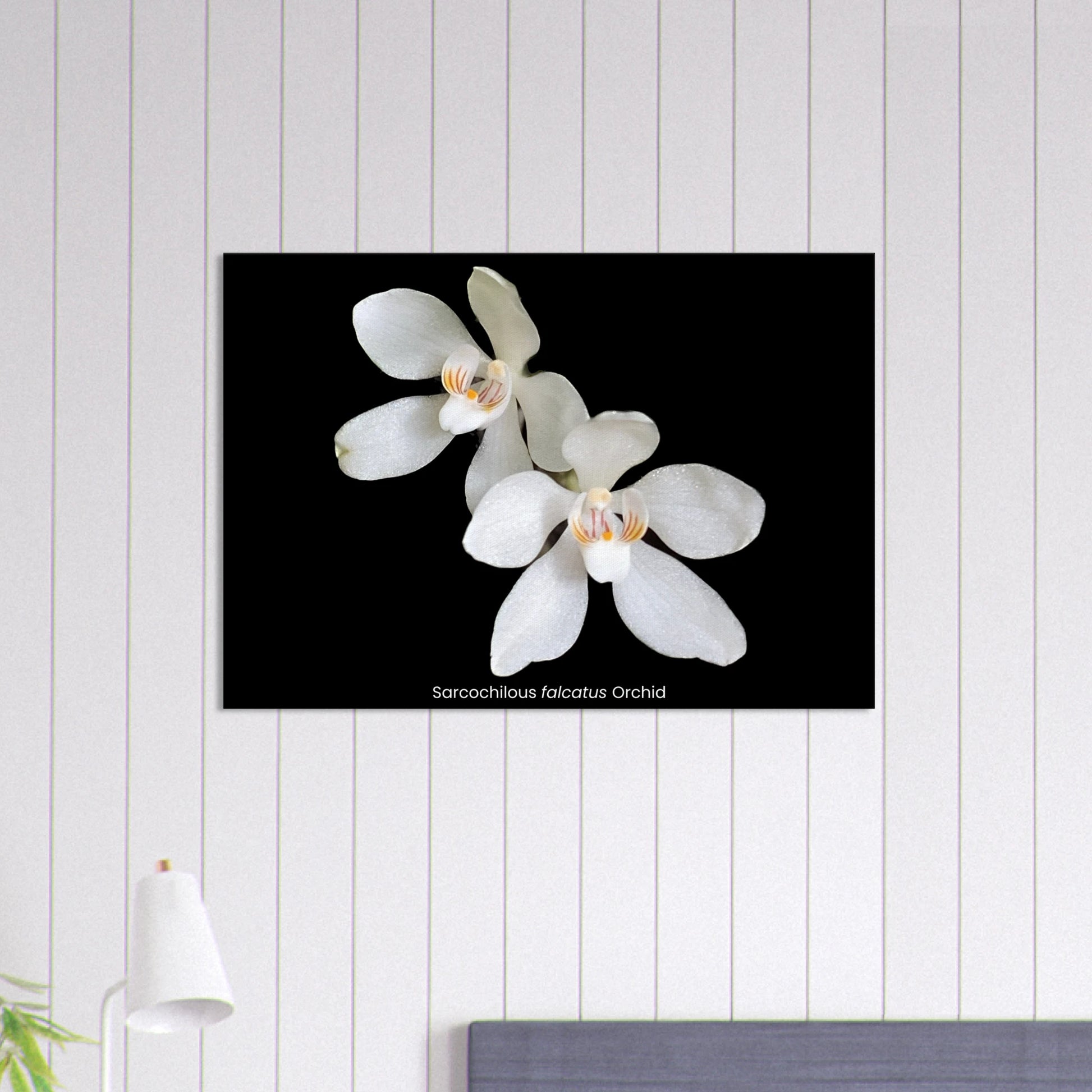 Sarcochilous falcatus Orchid Canvas Print
