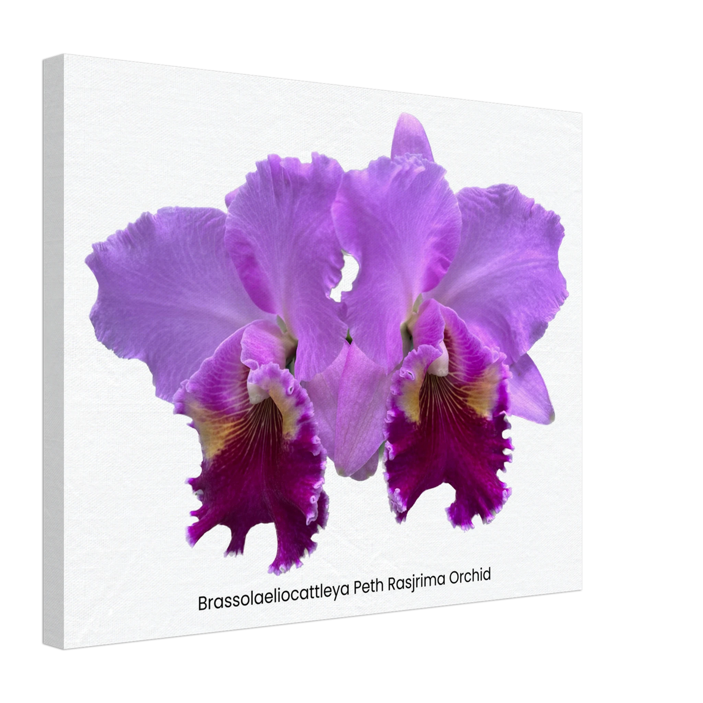 Brassolaeliocattleya Peth Rasjrima Orchid Canvas Print