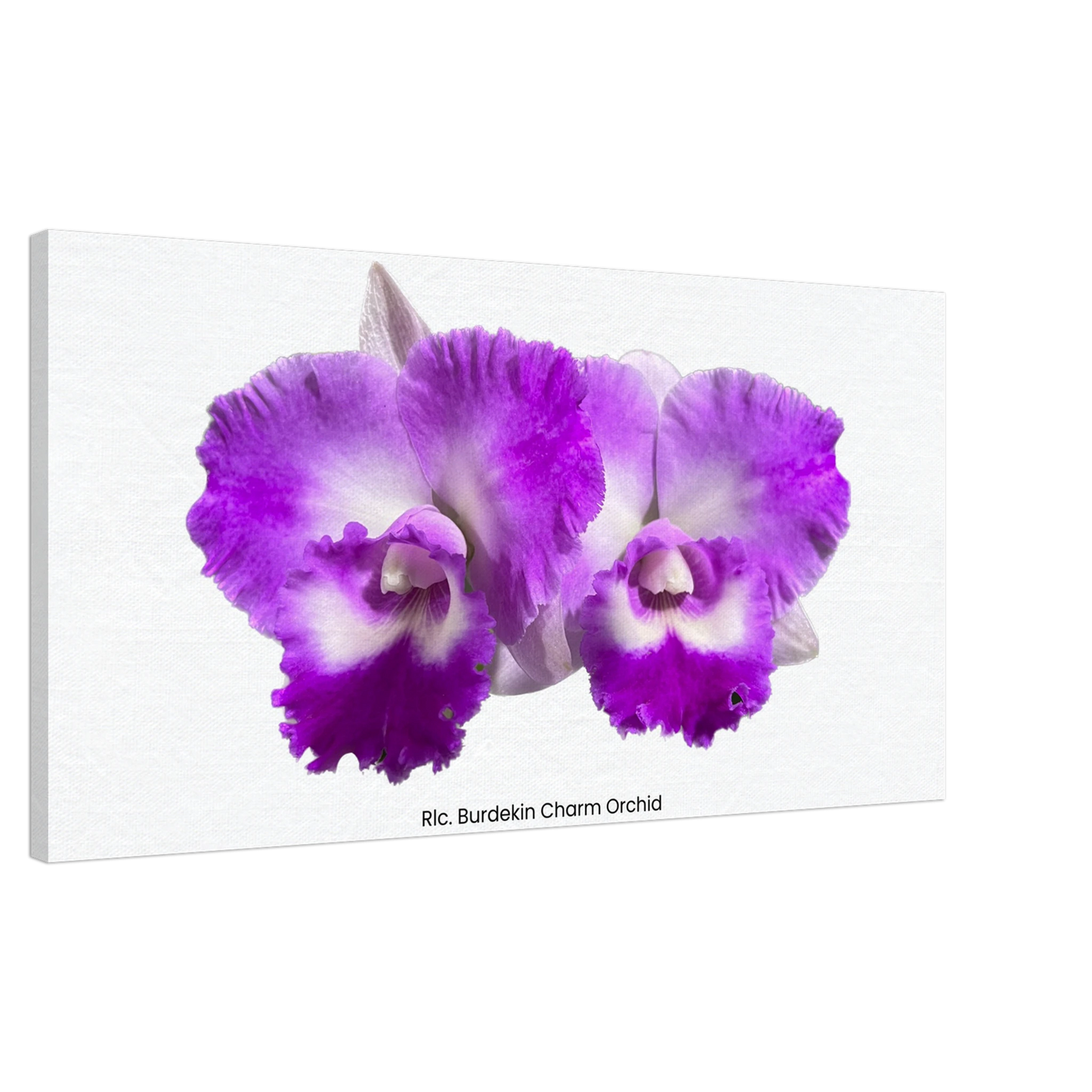 Rhyncholaeliocattleya Burdekin Charm Orchid Canvas Print