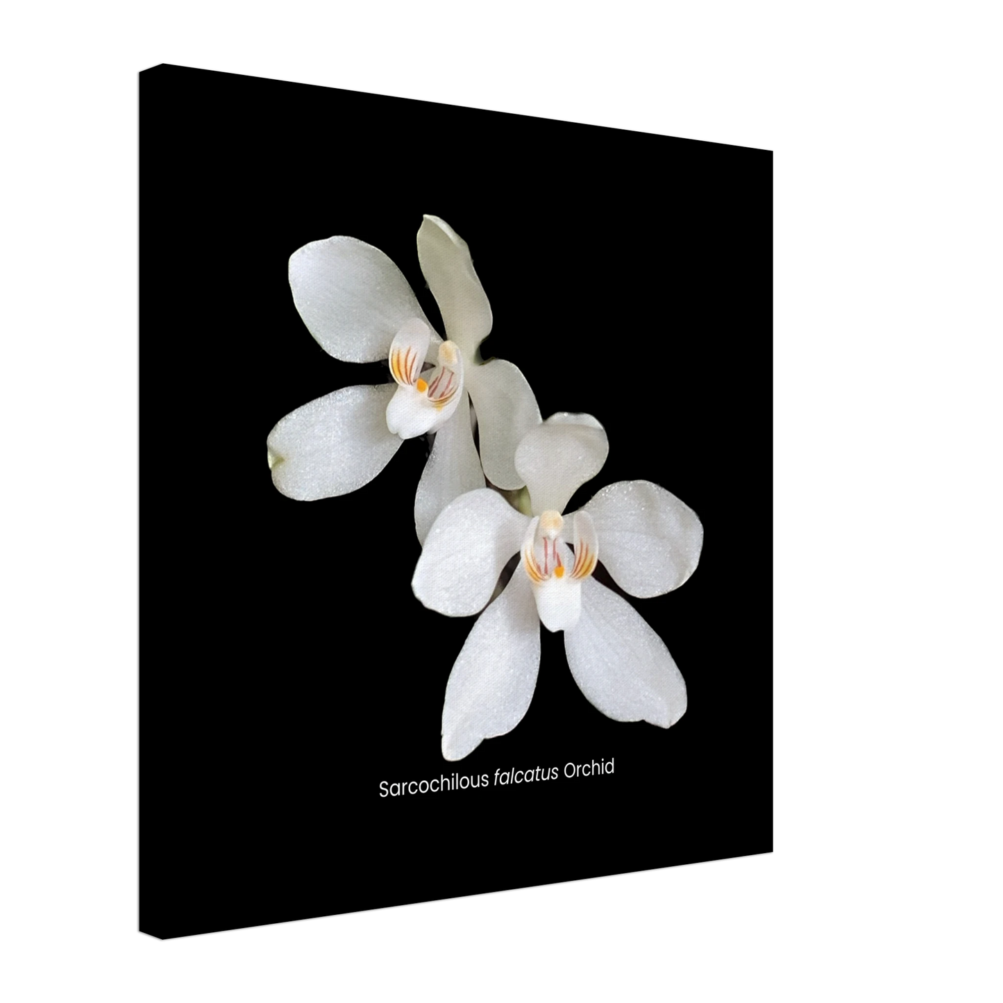 Sarcochilous falcatus Orchid Canvas Print