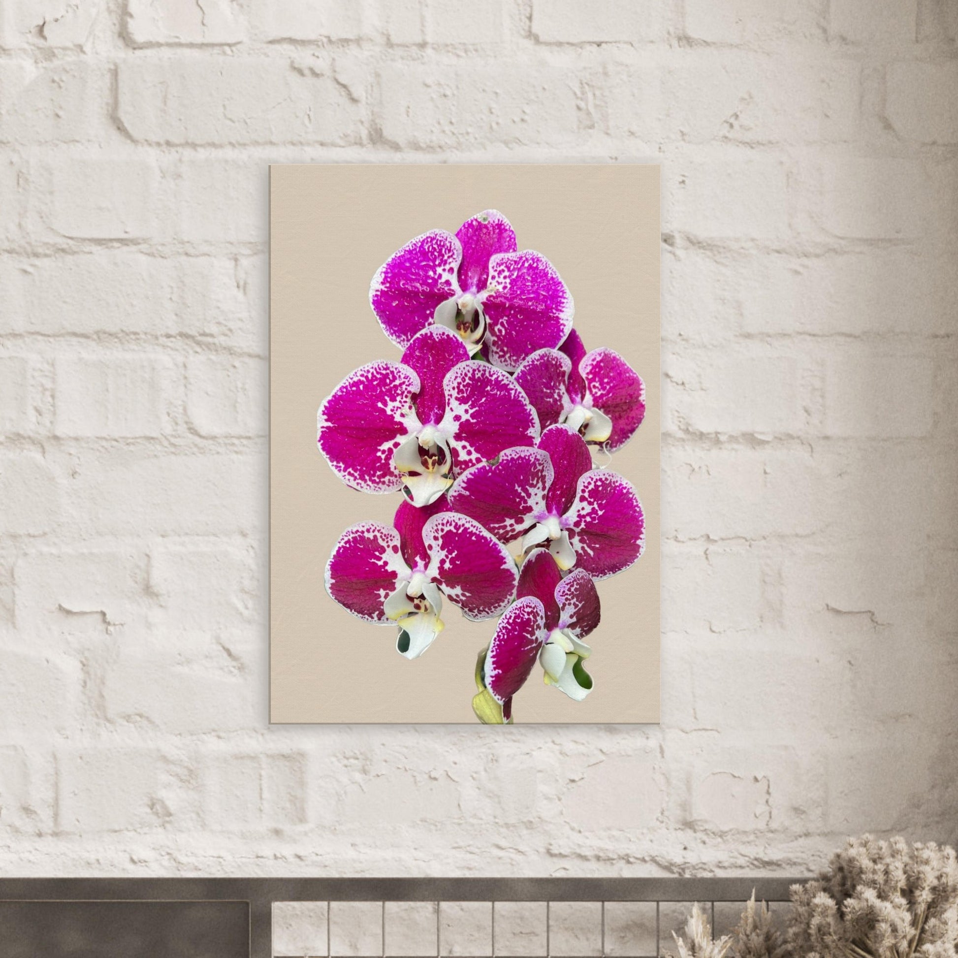 Pink & White Phalaenopsis Sand Orchid Canvas Print