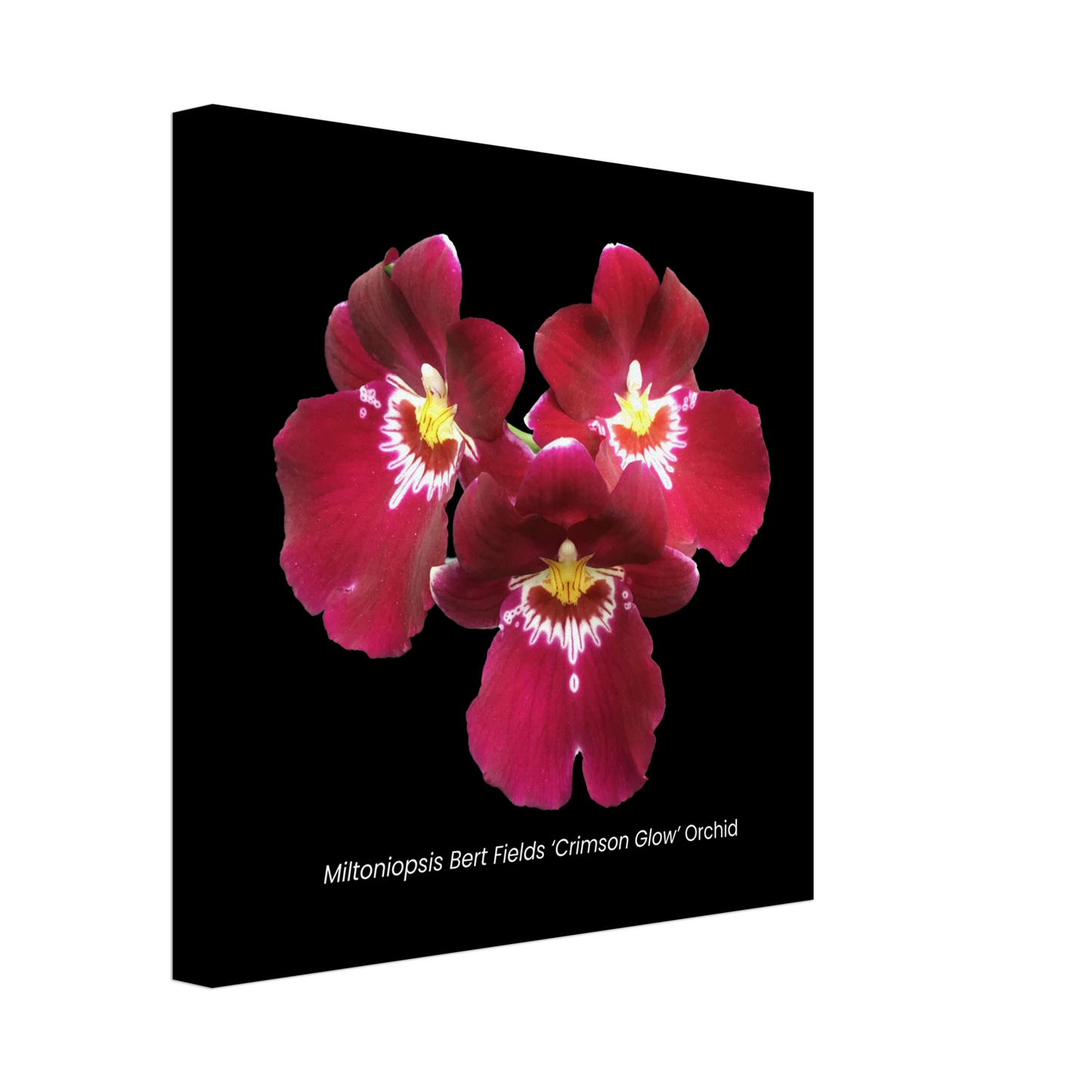 Miltoniopsis Bert Fields 'Crimson Glow' Orchid Canvas Print