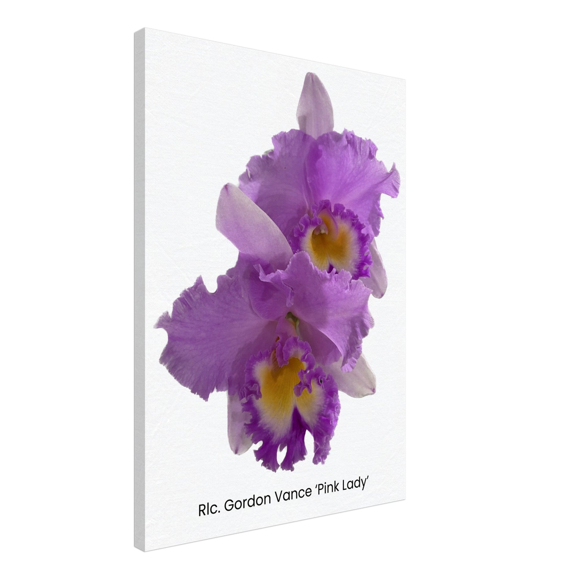 Rlc. Gordon Vance 'Pink Lady' Orchid Canvas Print