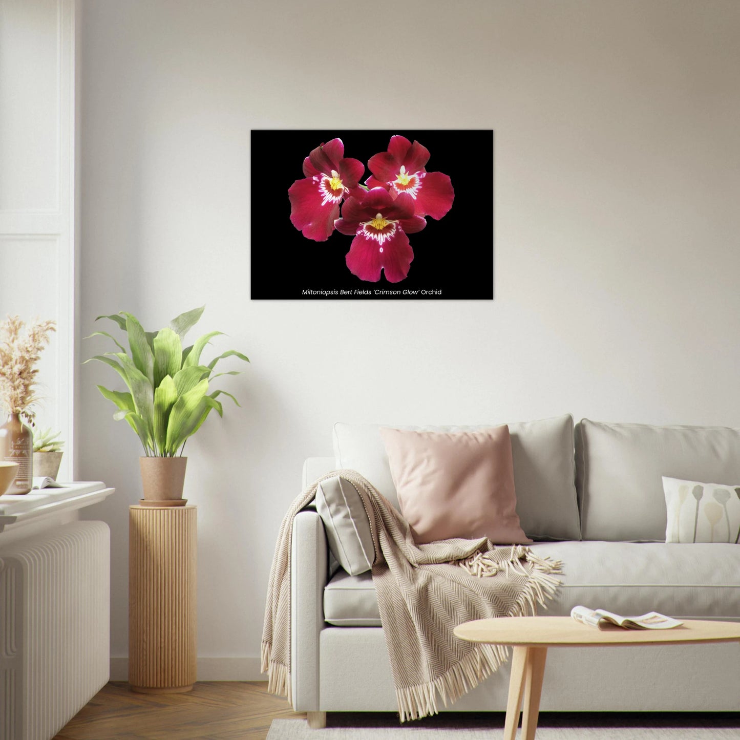 Miltoniopsis Bert Fields 'Crimson Glow' Orchid Canvas Print