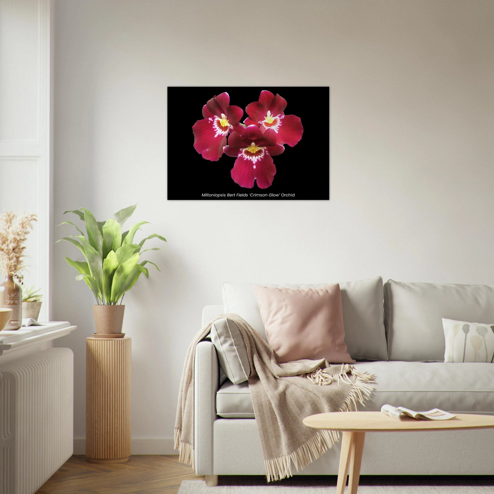 Miltoniopsis Bert Fields 'Crimson Glow' Orchid Canvas Print