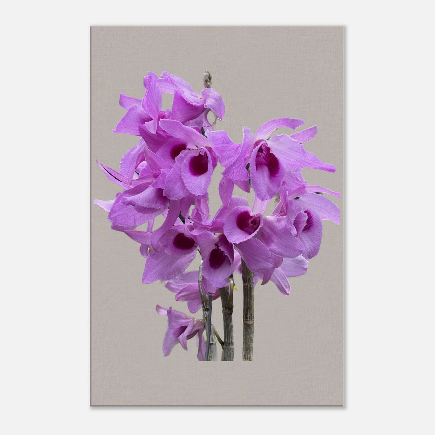 Dendrobium anosmum superbum 'Blue Lip' Orchid Greig Canvas Print
