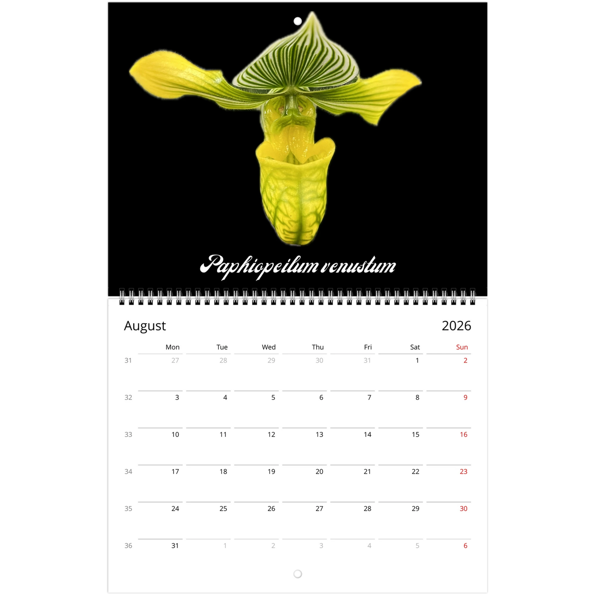 Species Orchids 2026 Wall Calendar (US & CA)