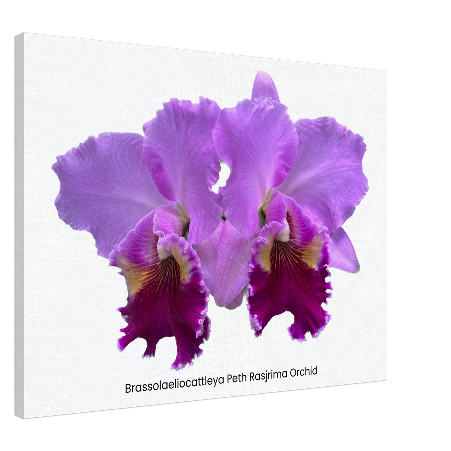 Brassolaeliocattleya Peth Rasjrima Orchid Canvas Print