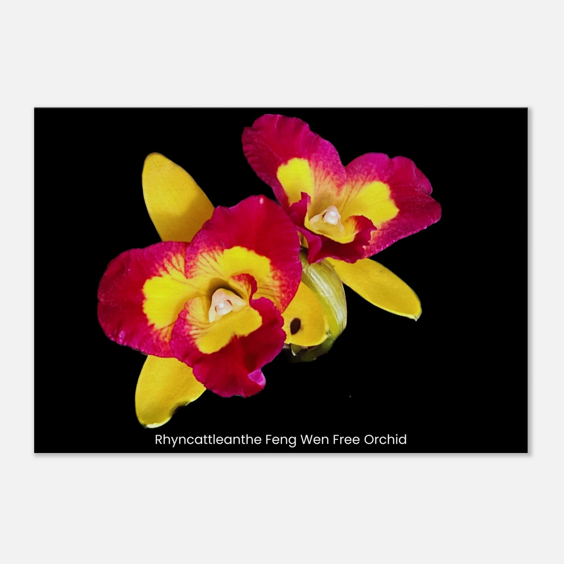 Rhyncattleanthe Feng Weng Free Orchid Canvas Print