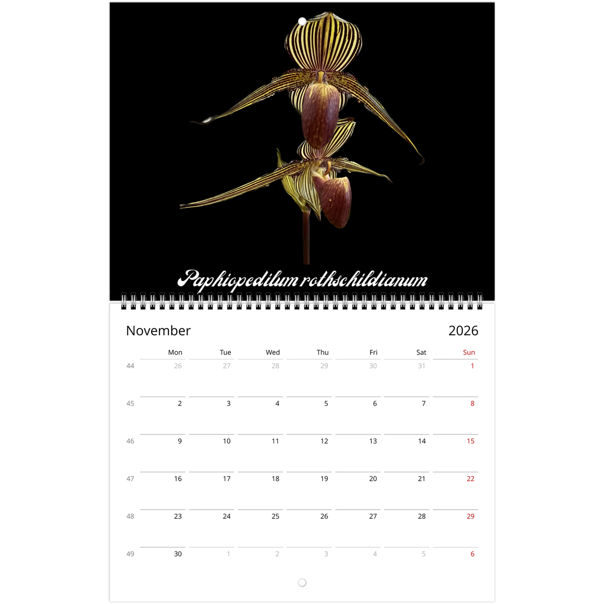 Species Orchids 2026 Wall Calendar (US & CA)