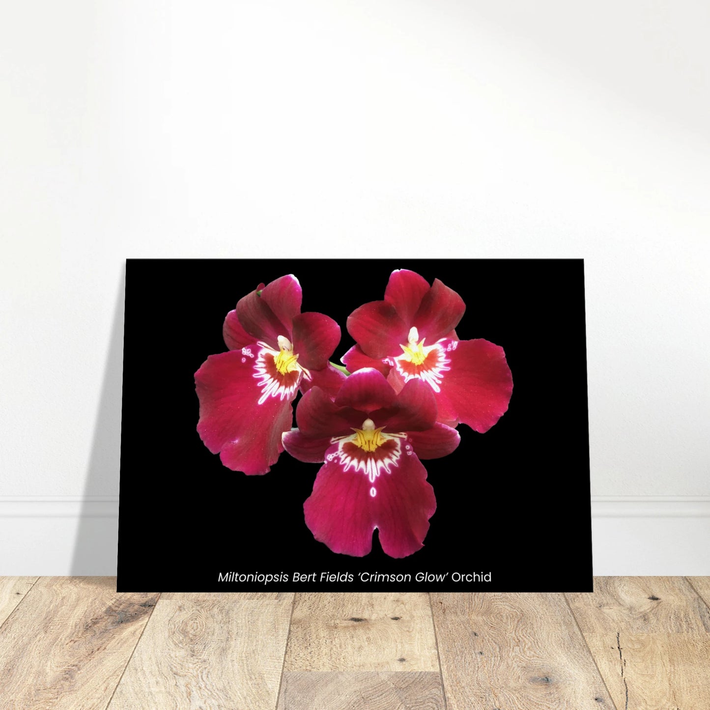 Miltoniopsis Bert Fields 'Crimson Glow' Orchid Canvas Print