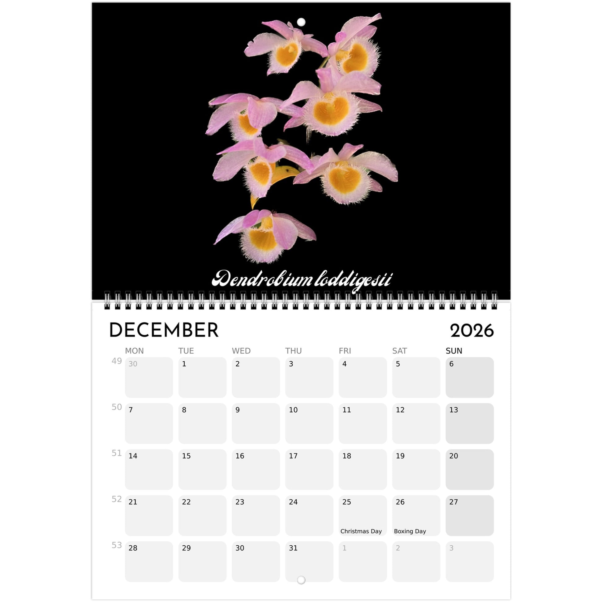 Loving Orchids  2026 Calendar