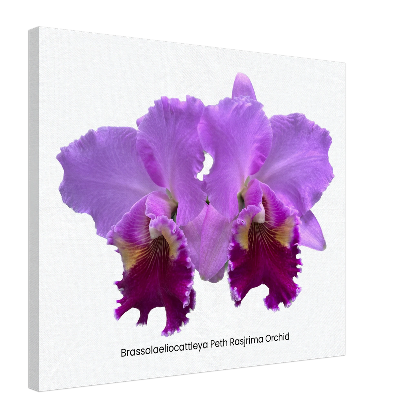 Brassolaeliocattleya Peth Rasjrima Orchid Canvas Print