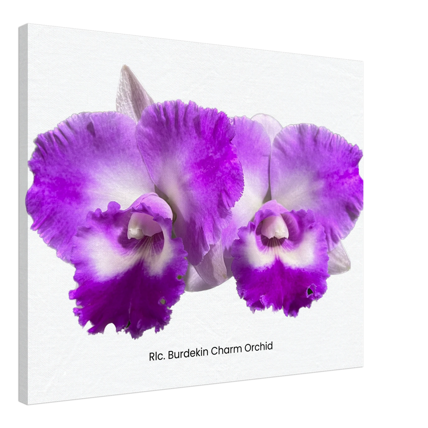 Rhyncholaeliocattleya Burdekin Charm Orchid Canvas Print