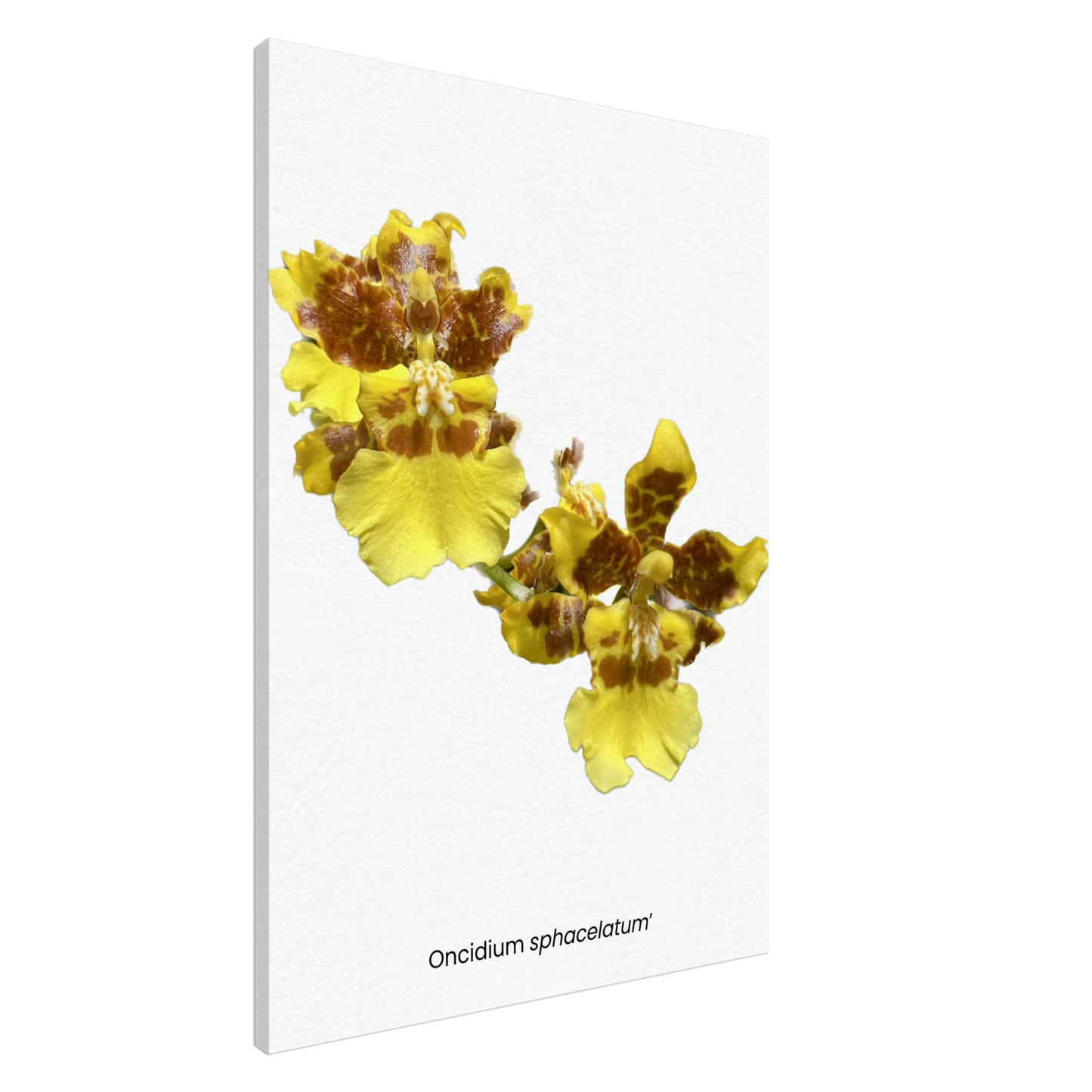 c38ef8e4-3cd9-4fdf-9a3c-7ecaba58ac1c