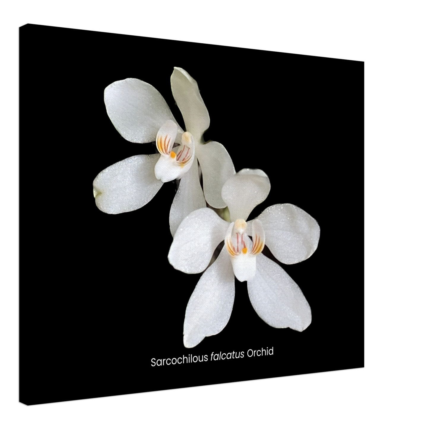 Sarcochilous falcatus Orchid Canvas Print