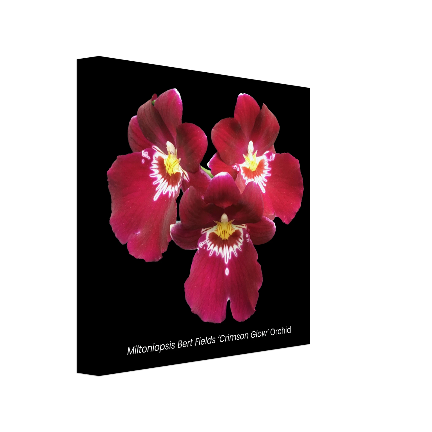 Miltoniopsis Bert Fields 'Crimson Glow' Orchid Canvas Print