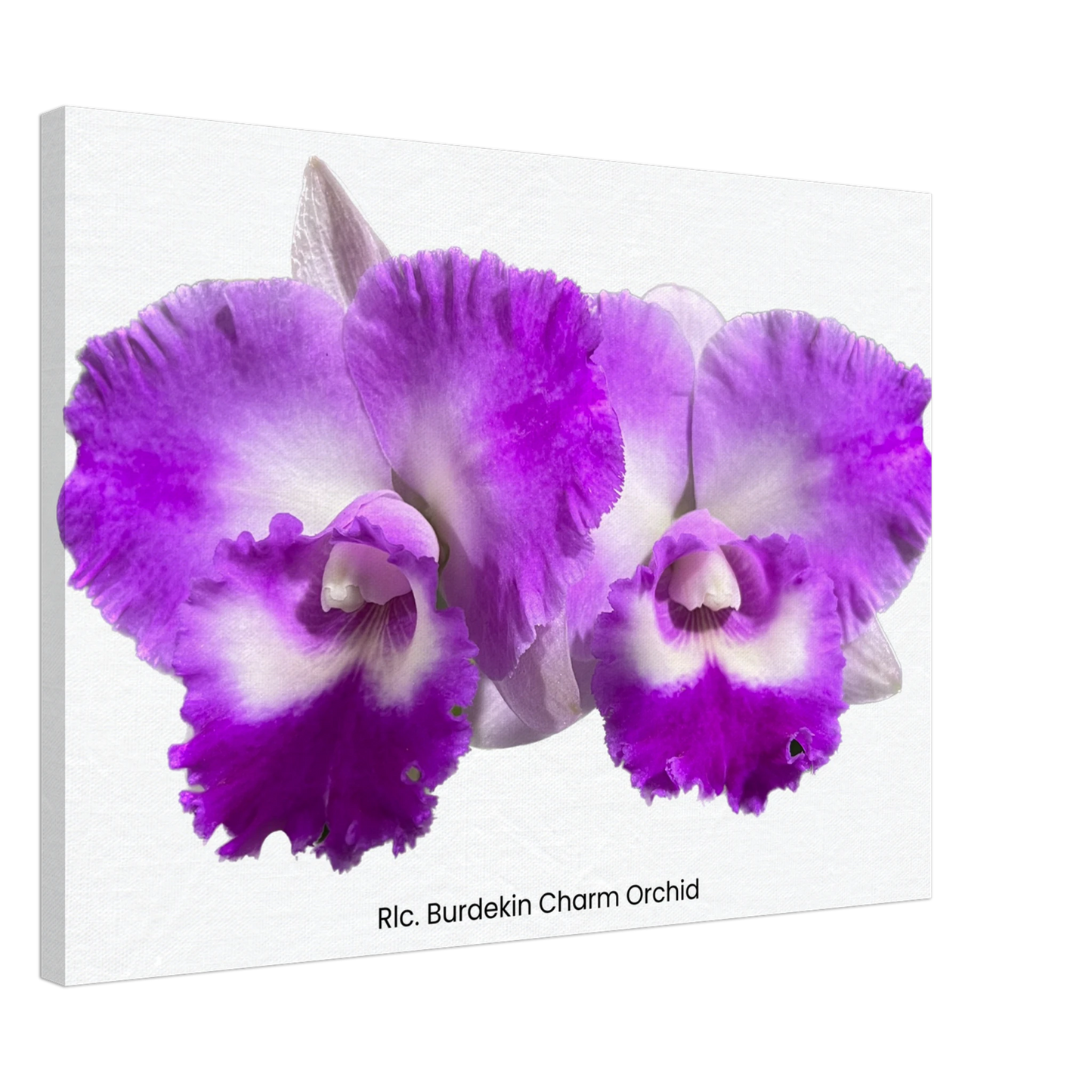 Rhyncholaeliocattleya Burdekin Charm Orchid Canvas Print