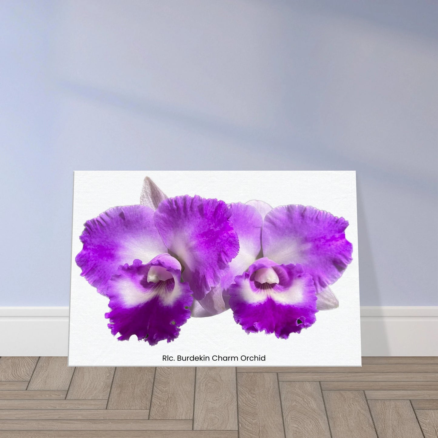 Rhyncholaeliocattleya Burdekin Charm Orchid Canvas Print