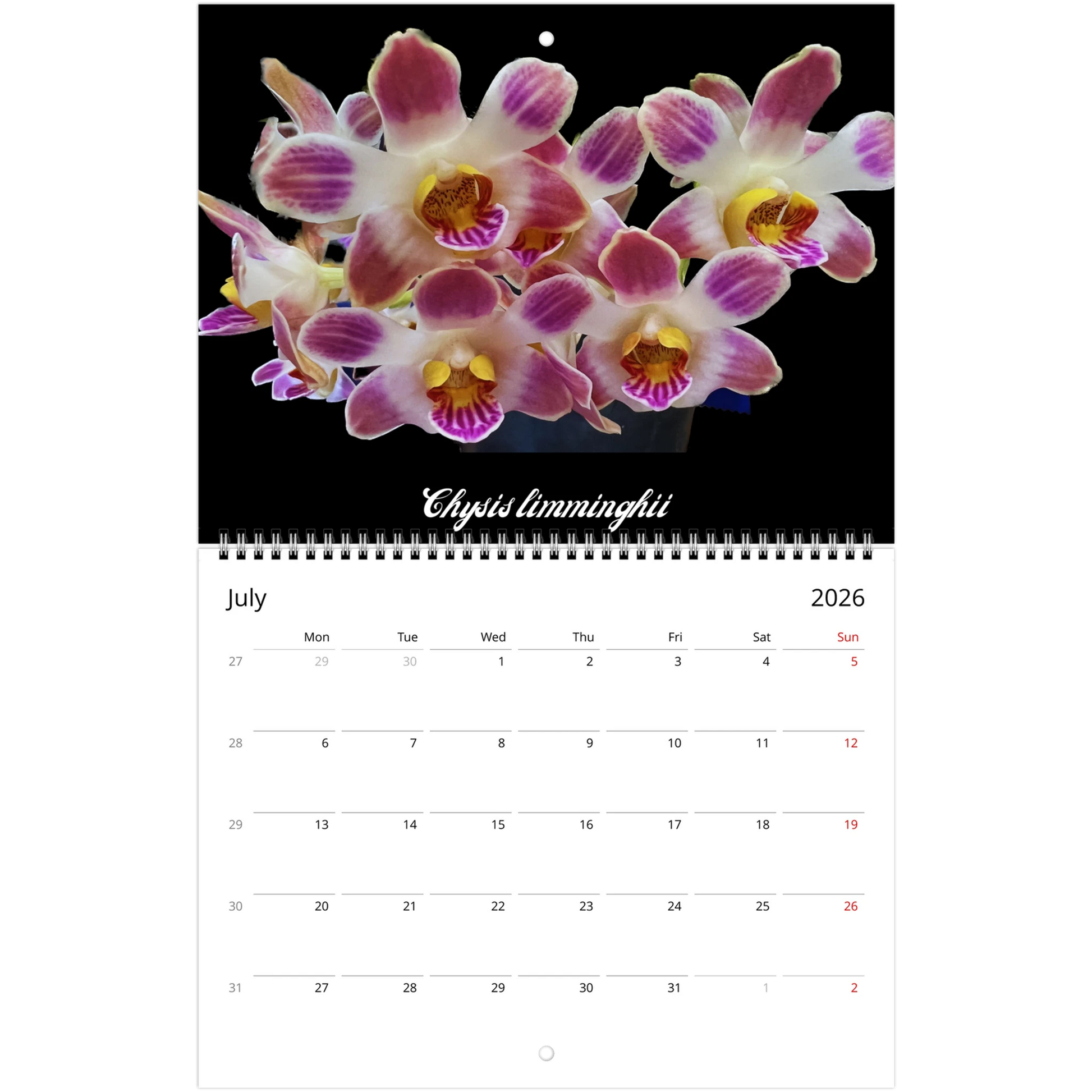 Species Orchids 2026 Wall Calendar (US & CA)