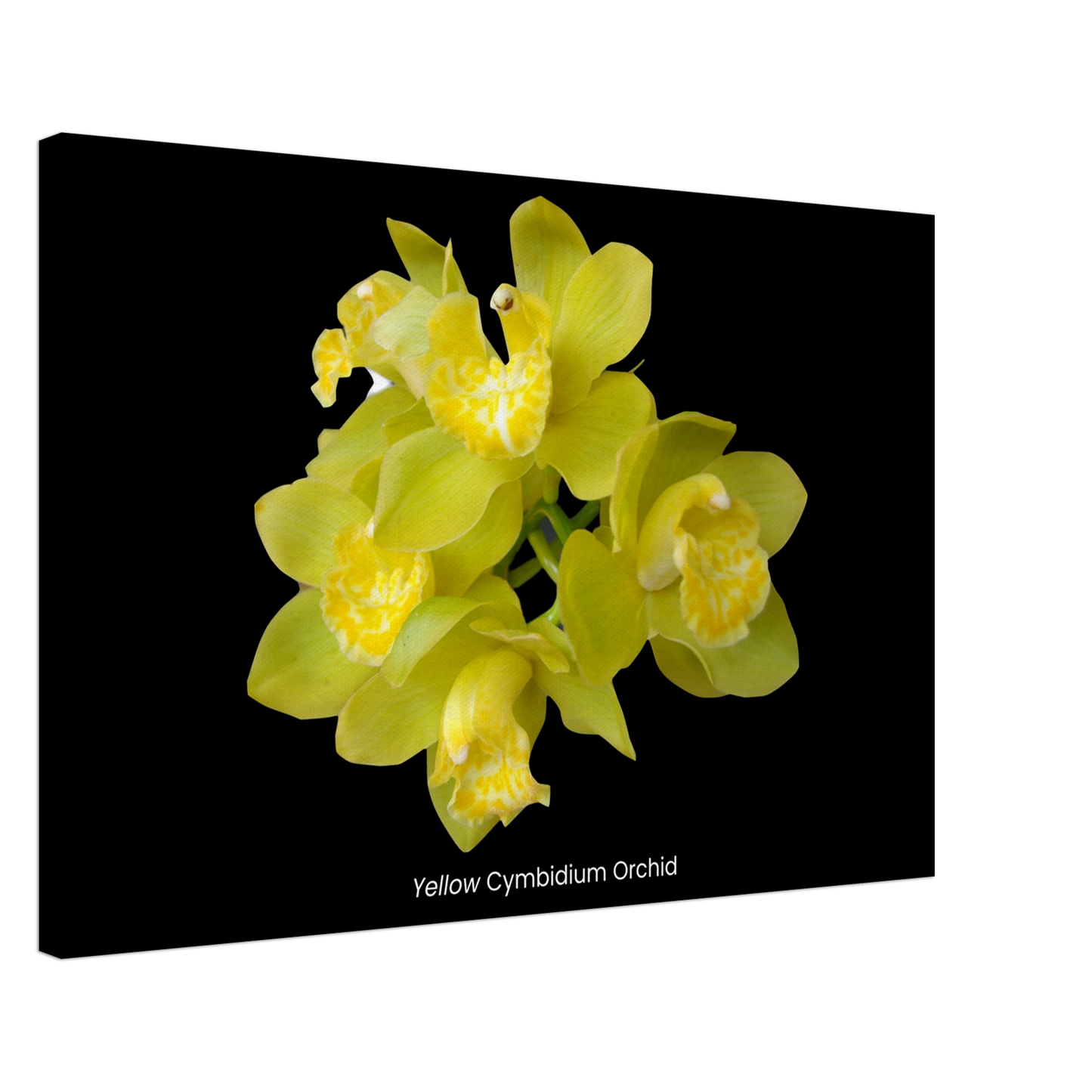 Yellow Cymbidium Orchid Canvas Print