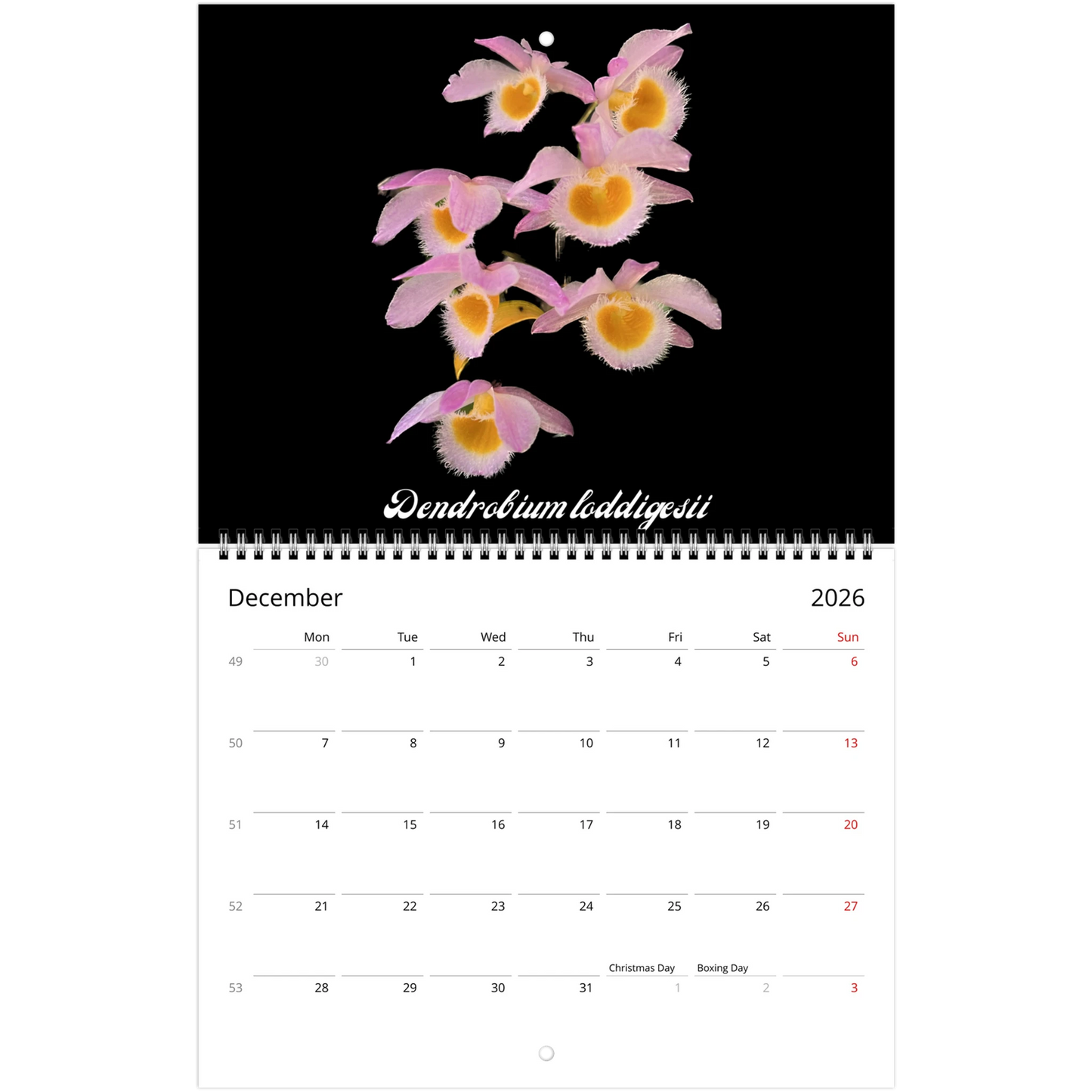 Loving Orchids 2026 Calendar (US & CA)