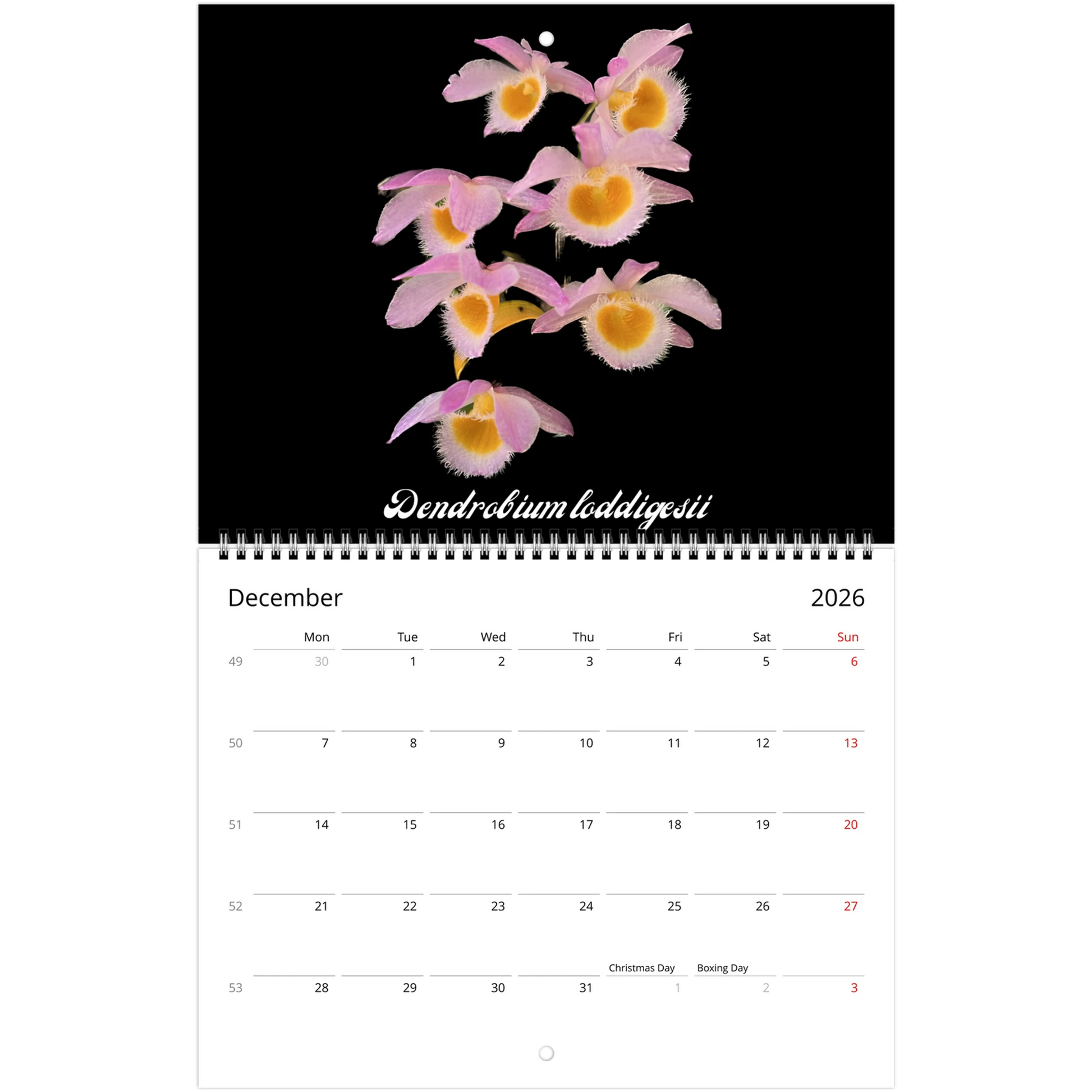 Loving Orchids 2026 Calendar (US & CA)